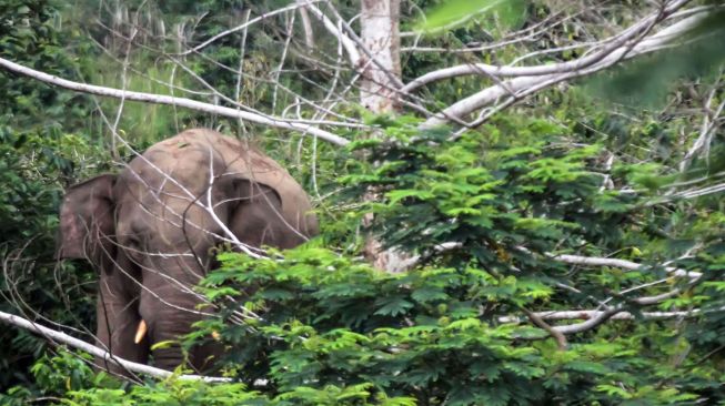 Gajah Liar Masuk ke Permukiman Warga di Aceh Jaya