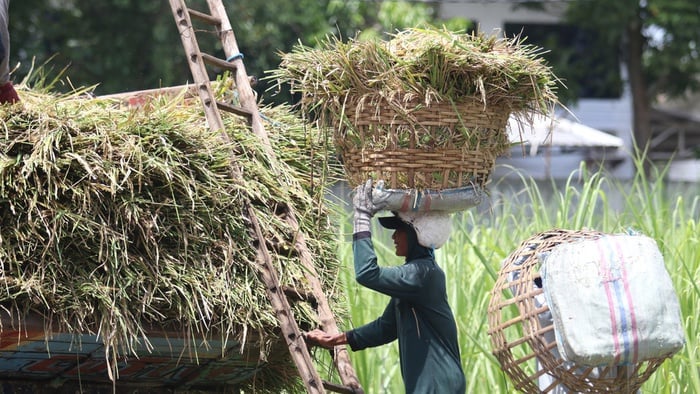 Produksi Padi Turun dan Kenaikan Harga Beras Tak Terelakkan