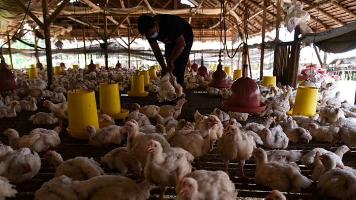 Harga Daging Ayam