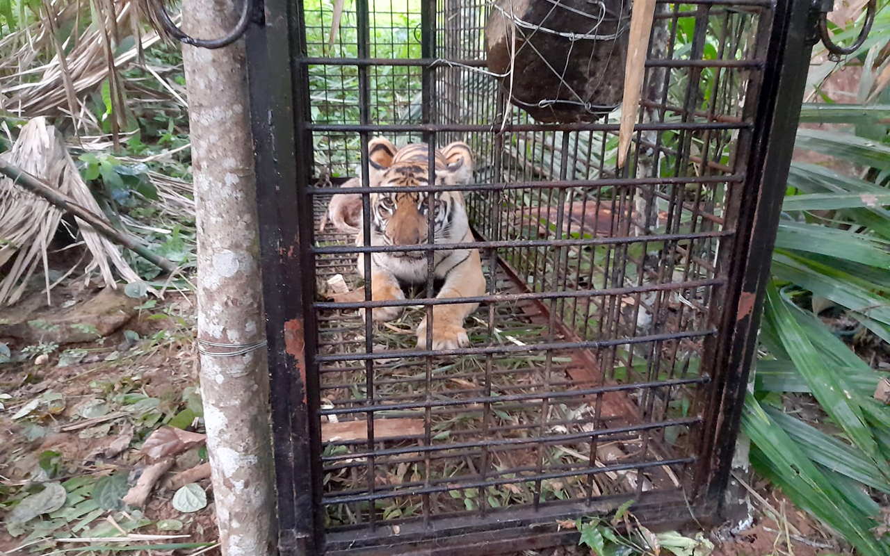 Seekor Harimau Sumatra Masuk Kandang Jebak BKSDA di Aceh Selatan