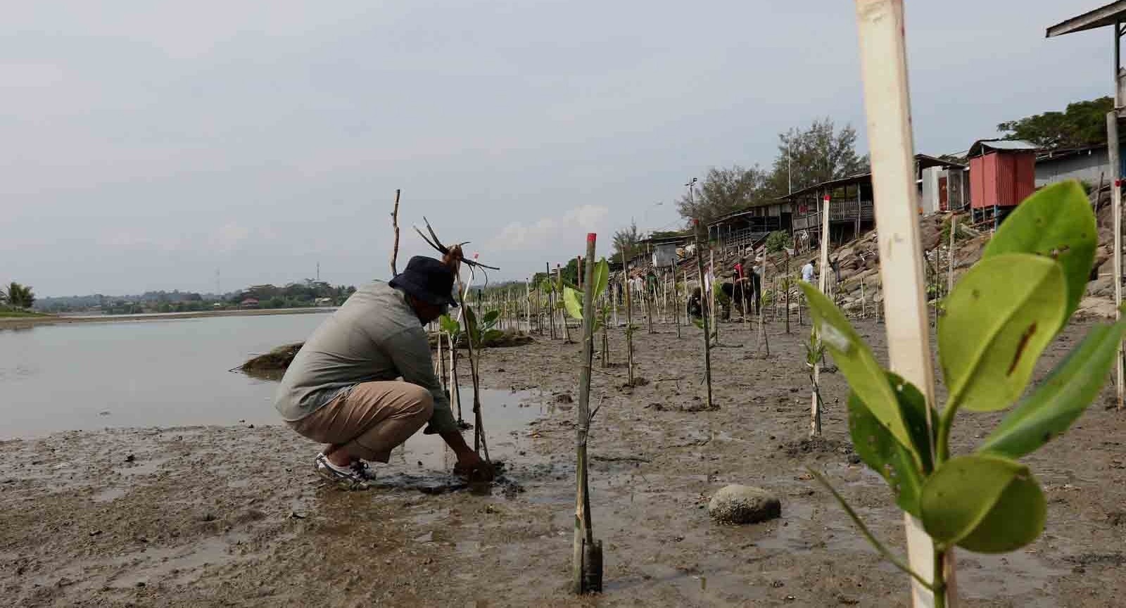 Cegah Abrasi Tiga Ribu Mangrove Ditanam