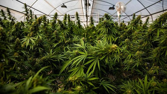 polisi tangkap bandar narkoba 30kg ganja disita